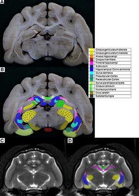 Delineation of the Feline Hippocampal Formation: A Comparison of Magnetic Resonance Images With Anatomic Slices